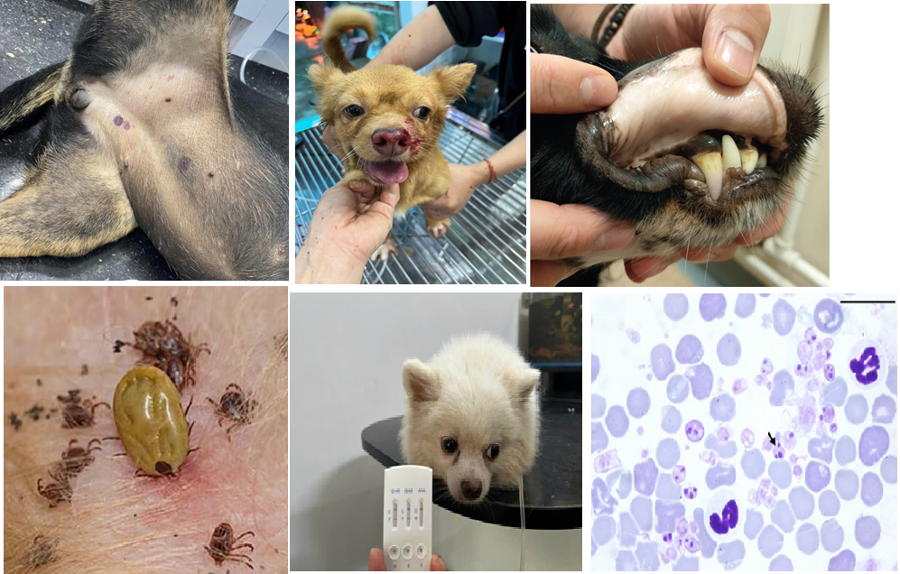 Ký sinh trùng đường máu ở chó – Mối nguy tiềm ẩn bạn không nên xem nhẹ!