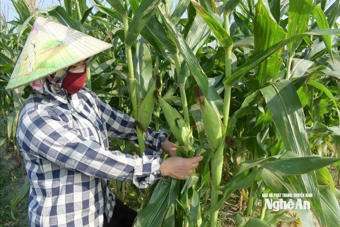 Sản xuất theo đơn đặt hàng, nông dân Nghệ An yên tâm thu lãi