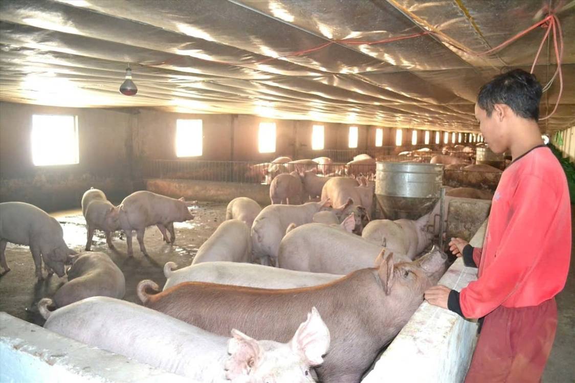 Chăn nuôi hiện đại, giữ đàn sạch, môi trường khỏe