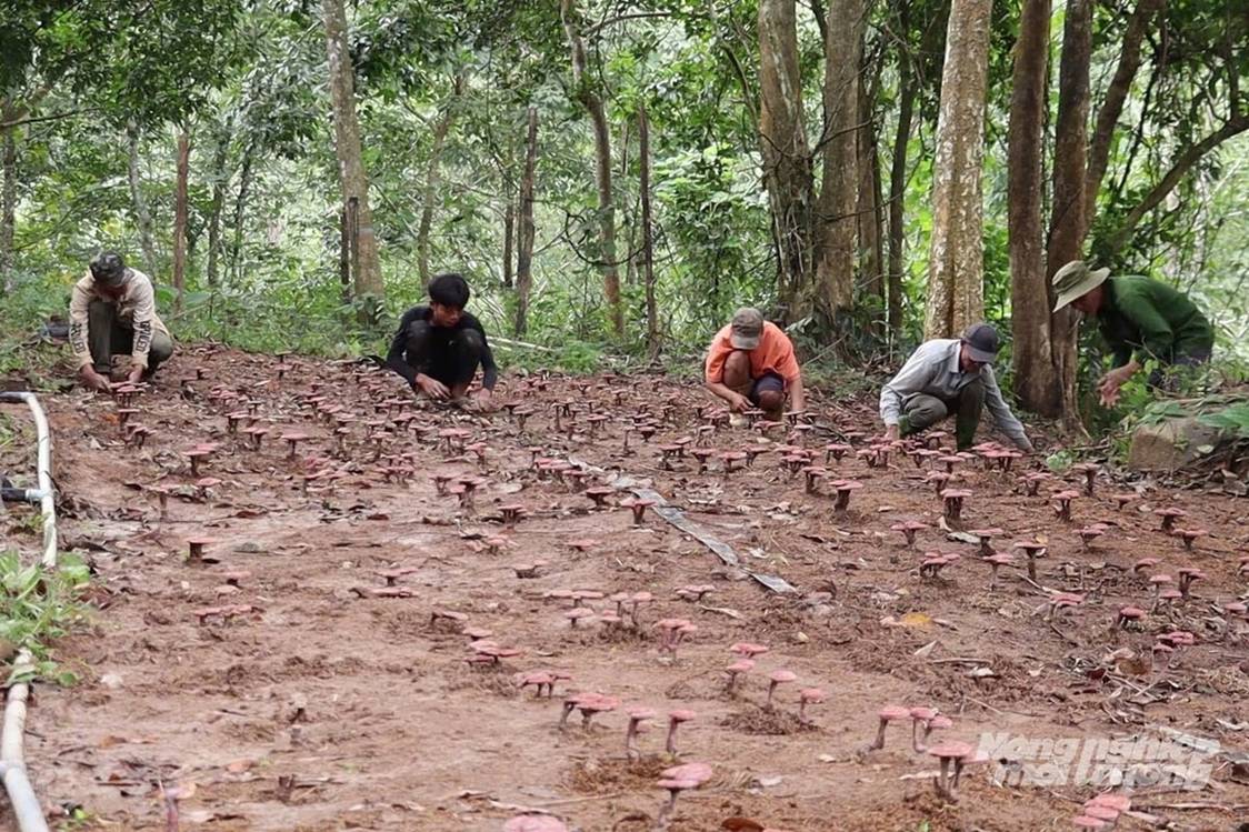Triển vọng mô hình nấm linh chi đỏ dưới tán rừng