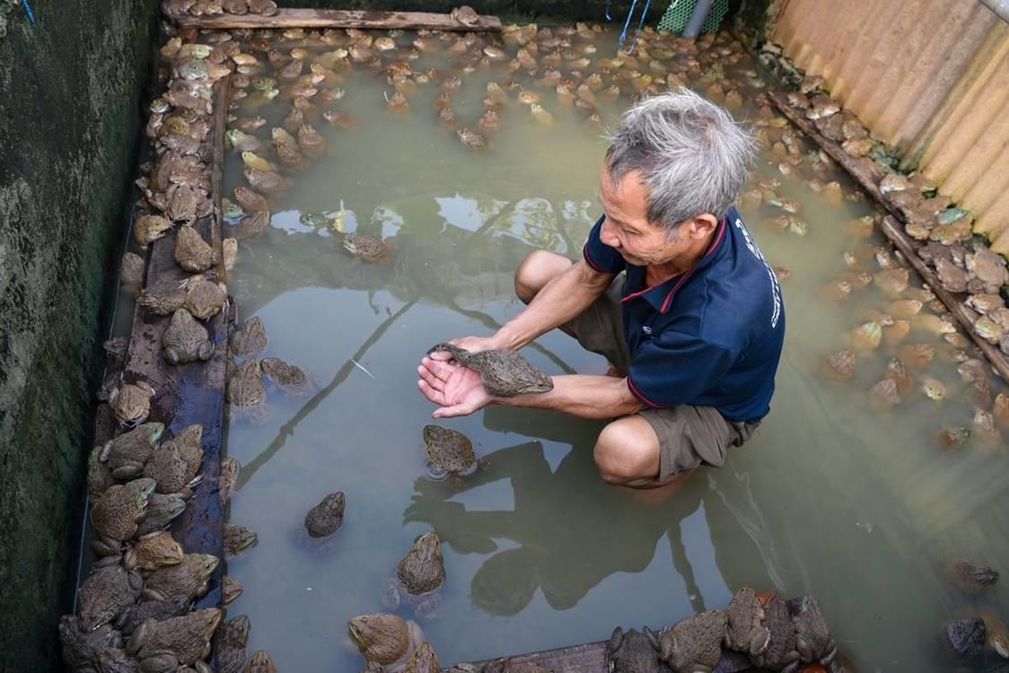 Lão nông gây mưa nhân tạo cho ếch đẻ